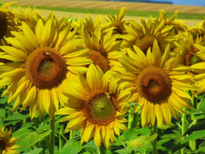 Sonnenblumen in Burgund