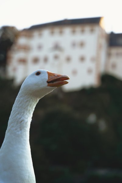 Weilburg - Schloss