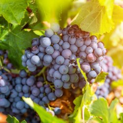 Wein La Rioja Fahrradurlaub