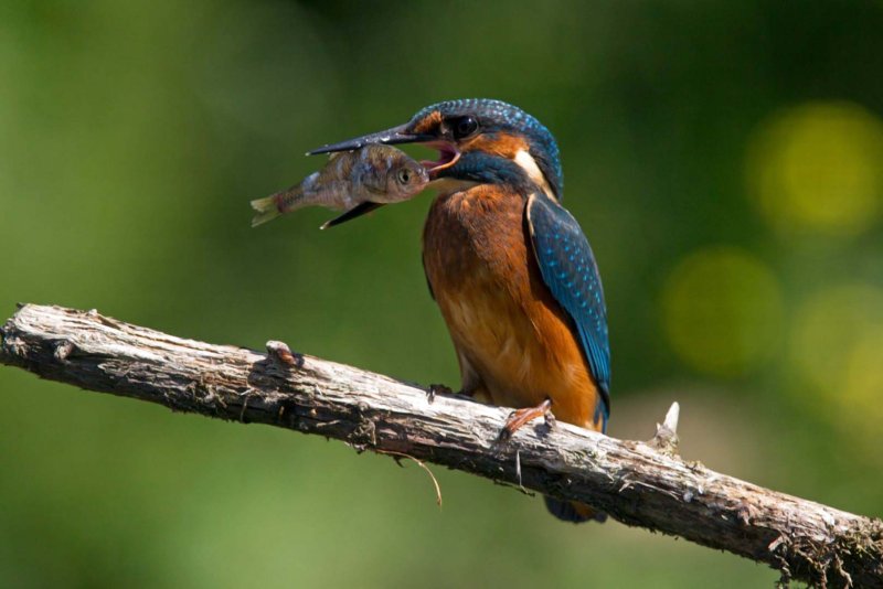 IJsvogel