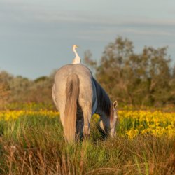 camargue radurlaub