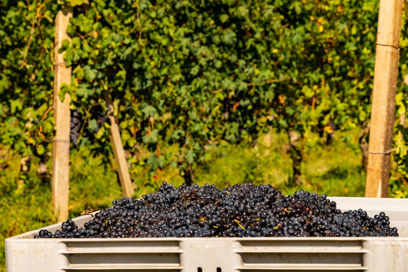 Barolo - Wein