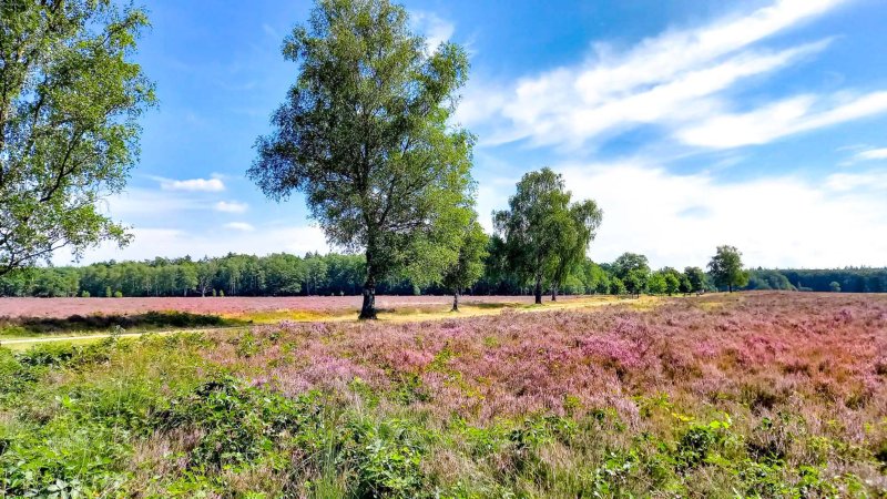 Veluwe heide
