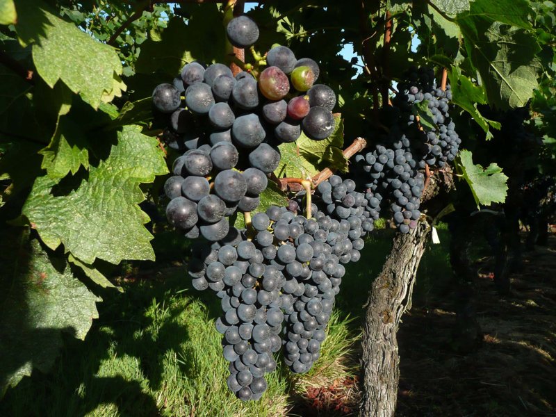 Grand Cru