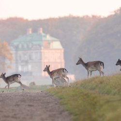 Rehe auf dem Landgut in Dänemark