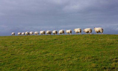 Ameland Radreise Kulinarisch