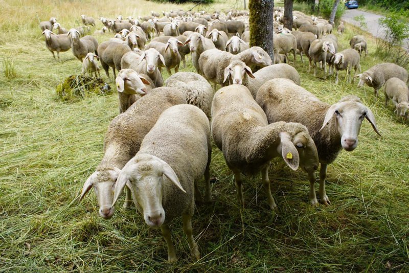 Schafe bei Riedenburg