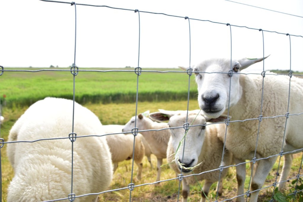 schafe texel