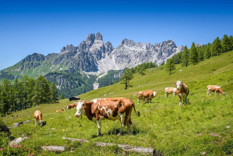 Alpenwiese