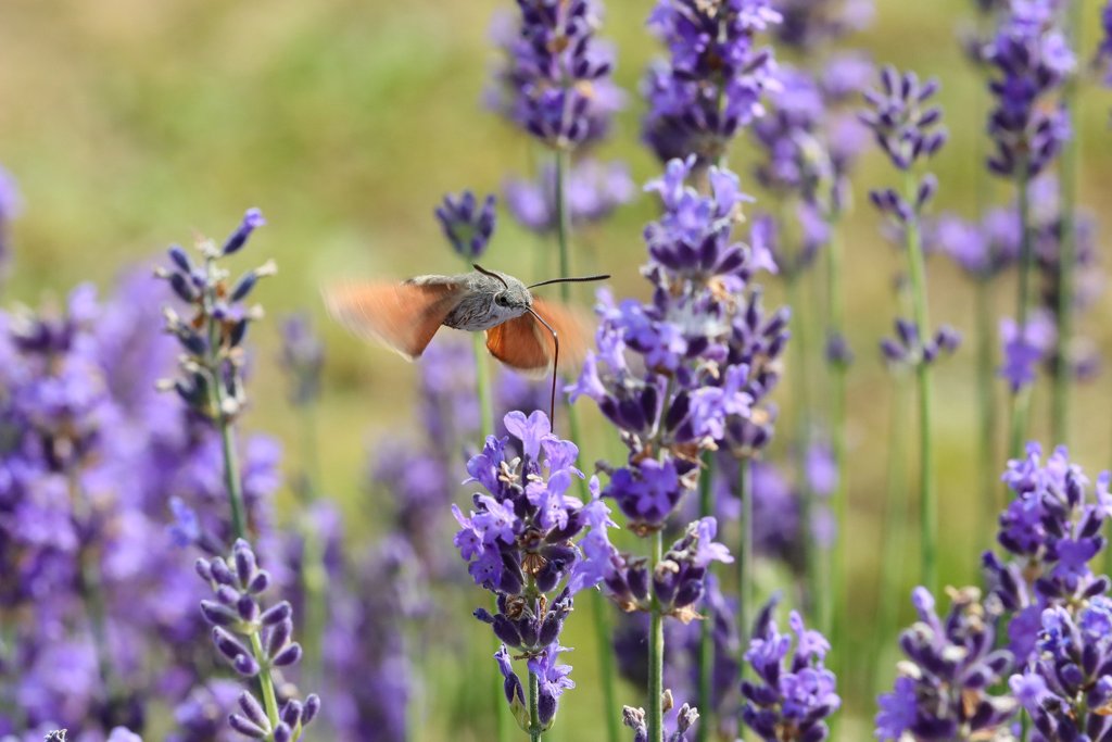 Lavendel bei Sault