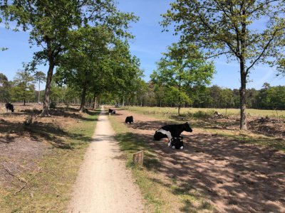 Radreise Wunderschönes Twente Lankheet
