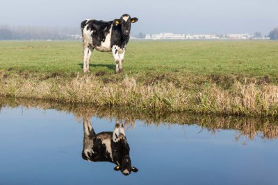Radreise Südholländische Höhepunkte Reeuwijkse Hout
