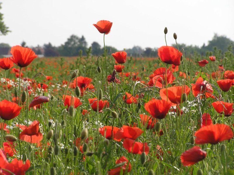 Mohnblumen