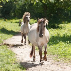 Wilde Pferde in der Hoge Veluwe