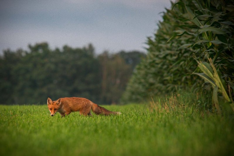 Radreise Twente Kulinarisch Vos