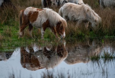 Groote Peel limburg Kulinarisch Radreise