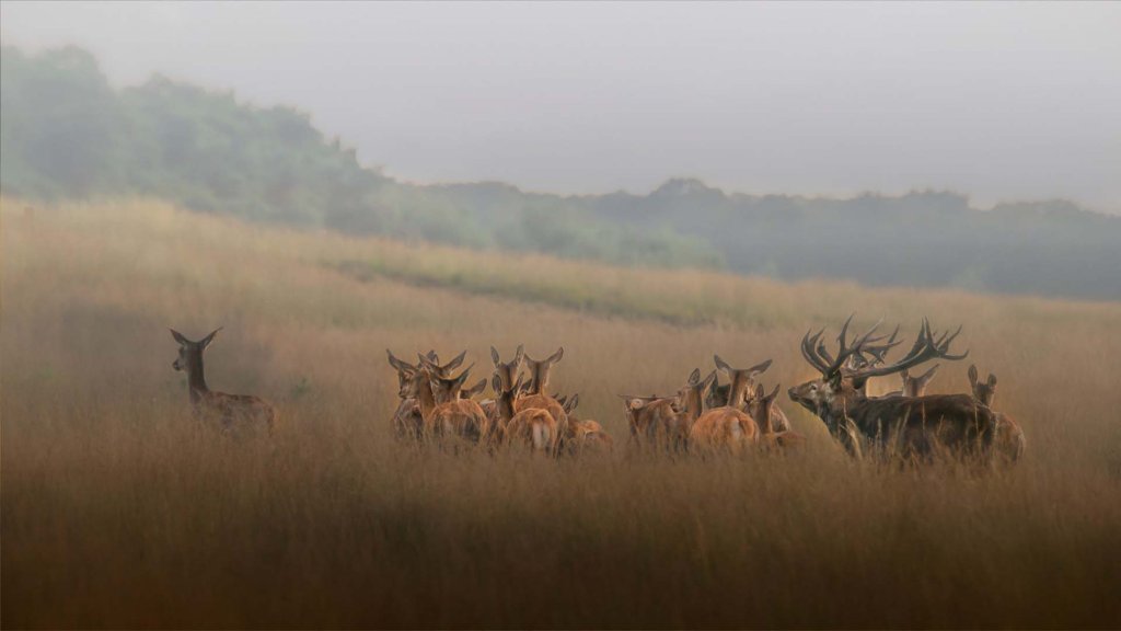 Hirsche in der Hoge Veluwe