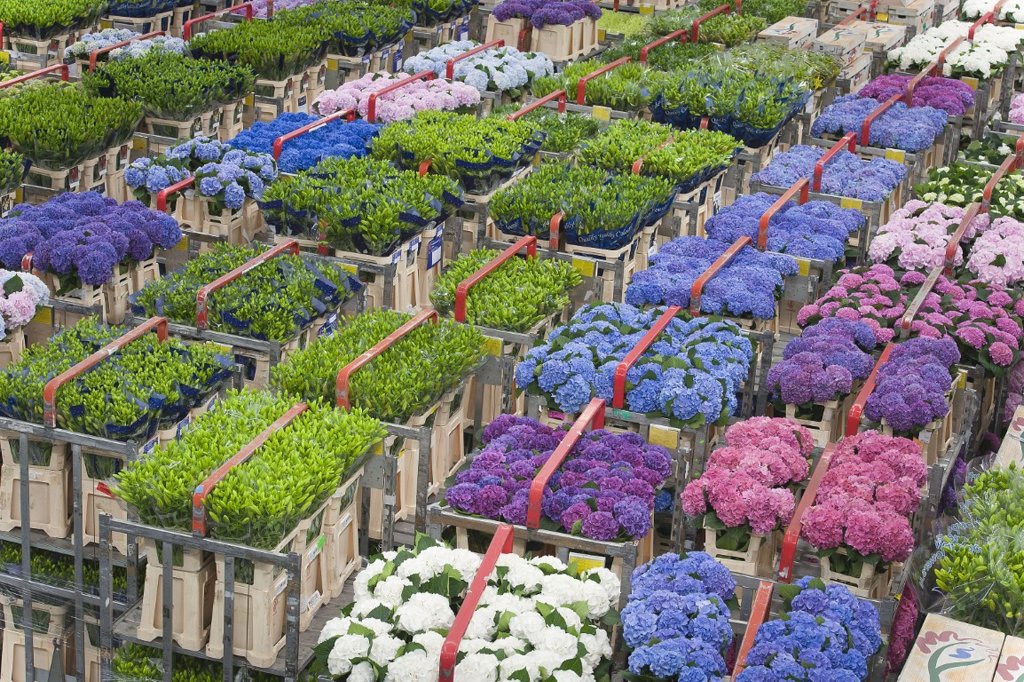floraholland aalsmeer blumenmarkt