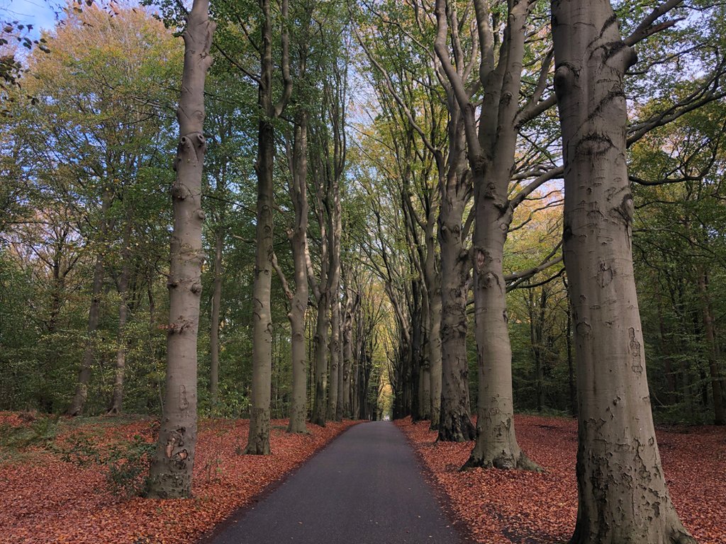 Wälder von Gaasterland