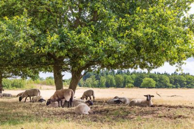 Odoorn Radtour Drenthe
