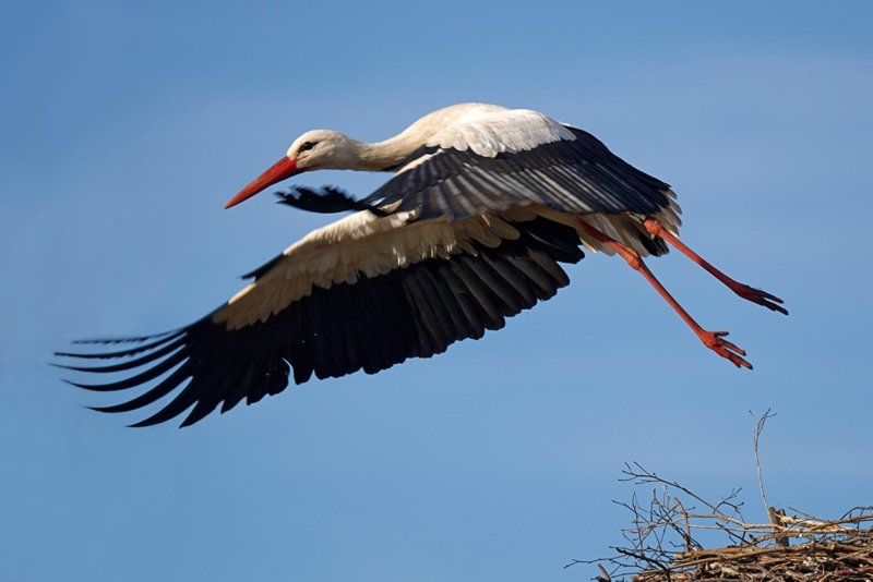 Storch