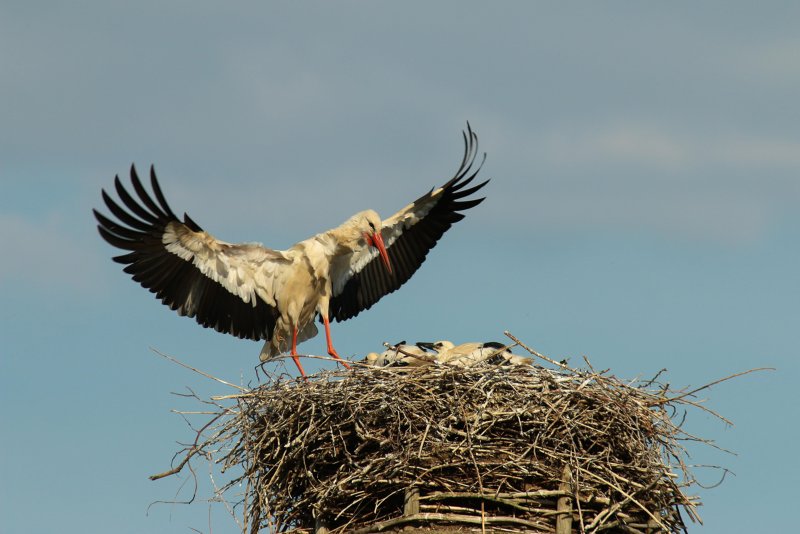 Storch bei Minden