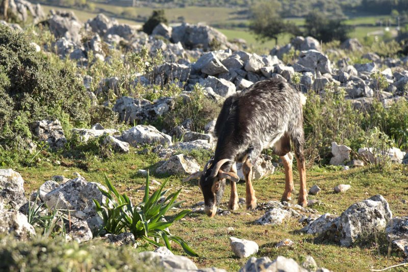 Grazalema