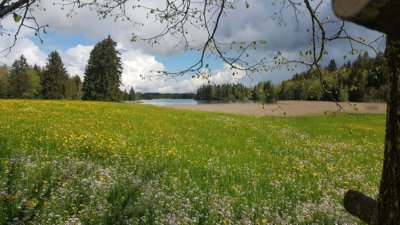 Die Allgäuer Alpenweiden