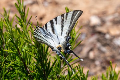 Radfahren auf Rhodos petaloudes