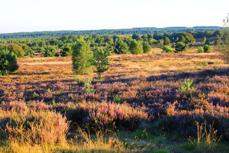 Sallandse Heuvelrug