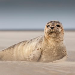 Seehund im deutschen Wattenmeer