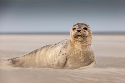 langeoog Radurlaub