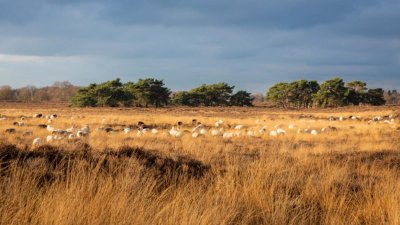 Balloerveld radurlaub assen