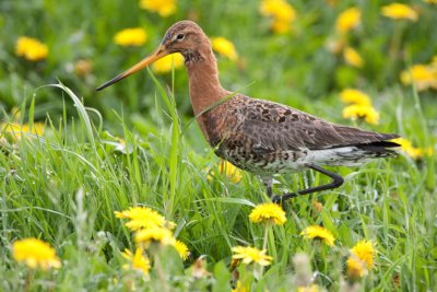 Nationalpark De Alde Feanen