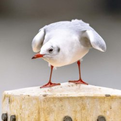 Sehenswürdigkeiten Fahrradurlaub Leeuwarden