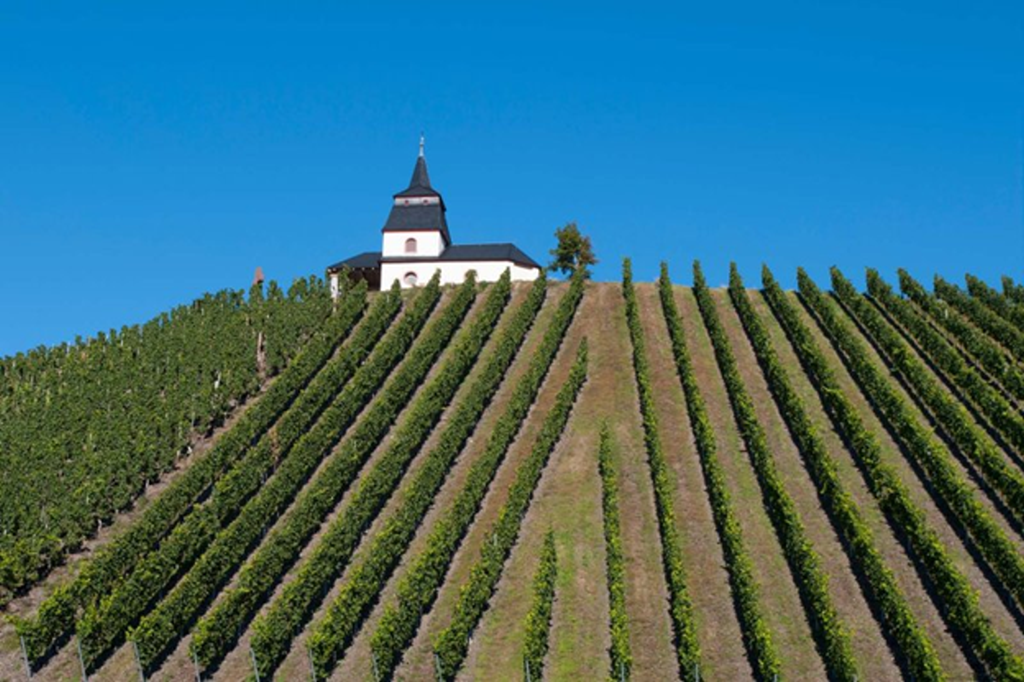Vineyard on a hillside near the Moselle cycling route between Trier and Merzig, with a small chapel at the top under a clear blue sky.