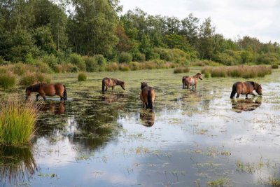 Fochterlerveen radurlaub assen